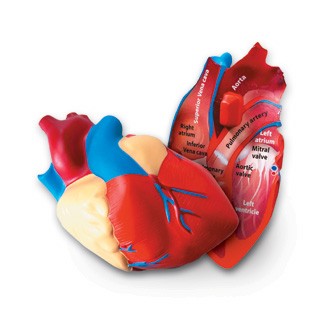 Soft Foam Cross-section Human Heart Model