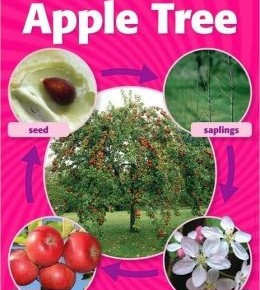 Apple Tree Life Cycle Photo Chart