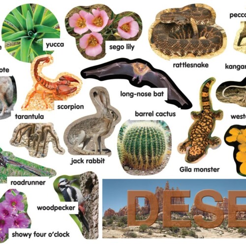 Desert Plants & Animals