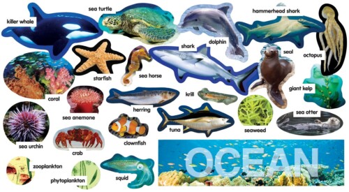 Ocean Plants & Animals