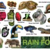 Rainforest Plants & Animals