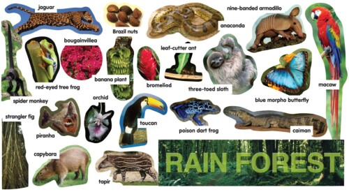 Rainforest Plants & Animals