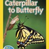 Caterpillar to Butterfly