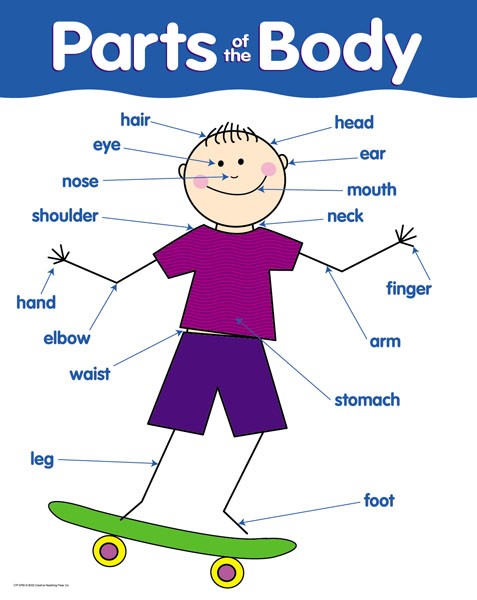 Parts of the body chart