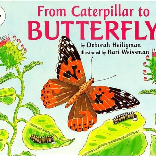 From Caterpillar to Butterfly (Big Book)