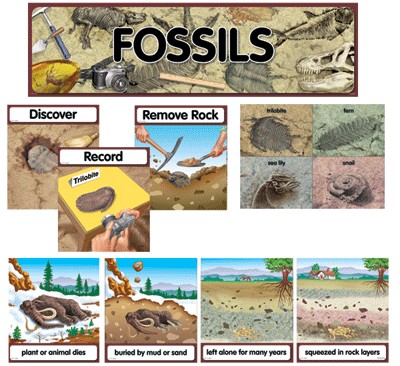 Fossils Deco CTP1765