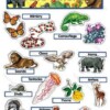 Plant and Animal Adaptations - CTP1771