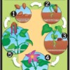 Life Cycle of a Plant Poster