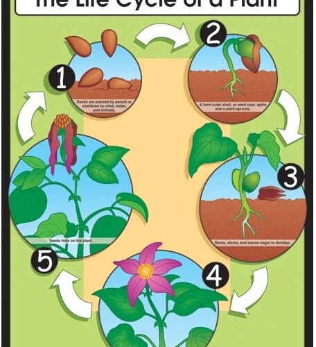 Life Cycle of a Plant Poster