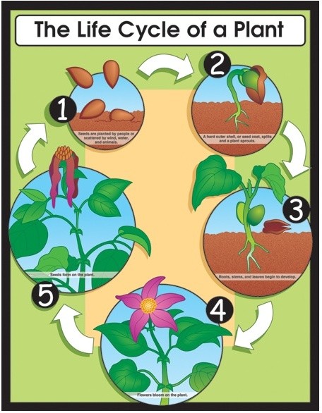 Life Cycle of a Plant Poster