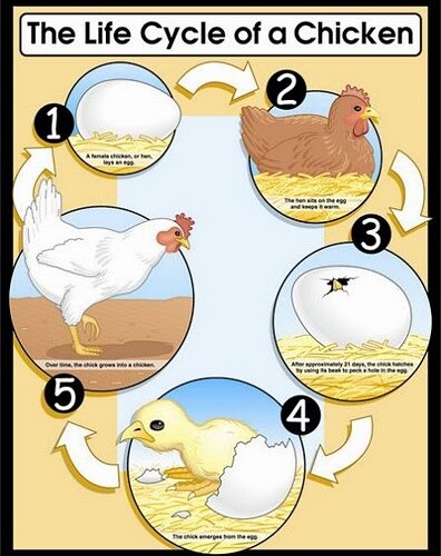 Life Cycle of a Chicken Poster