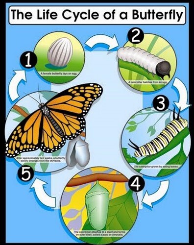 Life Cycle of a Butterfly Poster