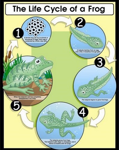 Life Cycle of a Frog Poster