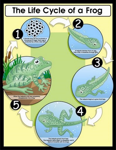 Life Cycle of a Frog Poster
