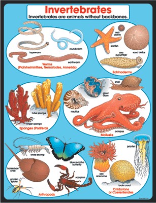 Invertebrates chart
