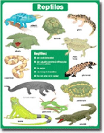 Reptiles CD6391