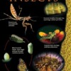 Insects Animal classification