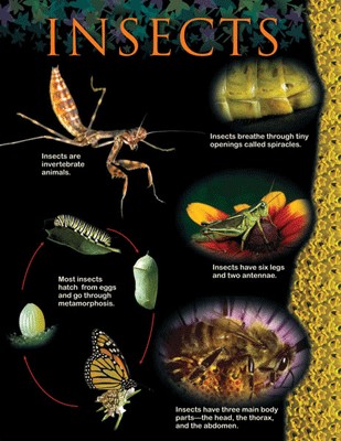 Insects Animal classification