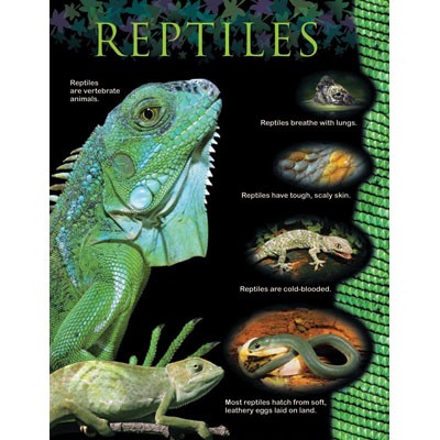 Reptiles Animal classification