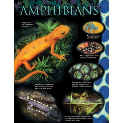 Amphibians Animal classification
