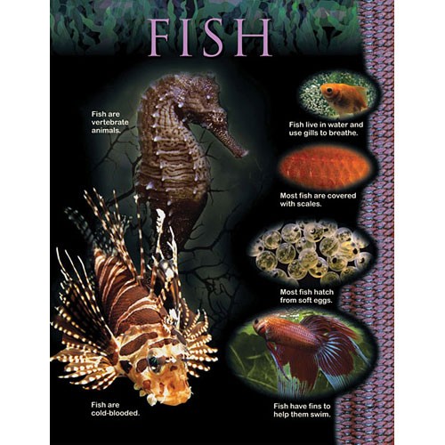 Fish Animal classification