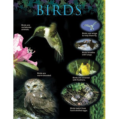 Birds Animal Classification