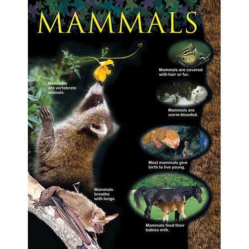 Mammals Animal Classification