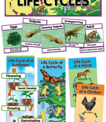 Life Cycles Mini Bulletin Board Set