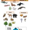 Food Chains & Webs Mini Bulletin Board Set