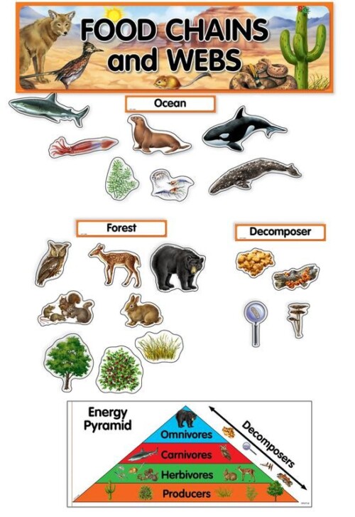 Food Chains & Webs Mini Bulletin Board Set