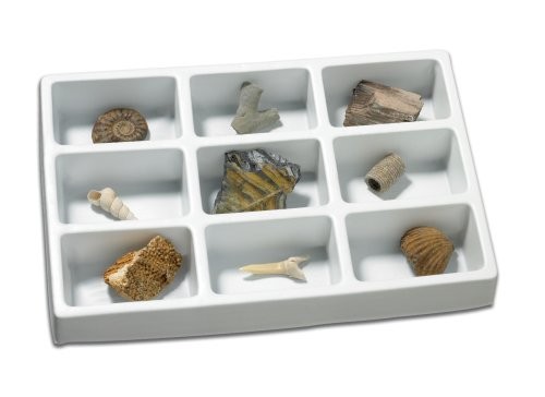 Fossils collection