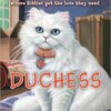 Kitty Corner: Duchess