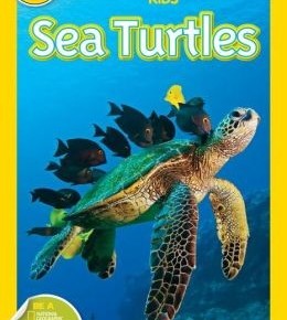 Sea turtles