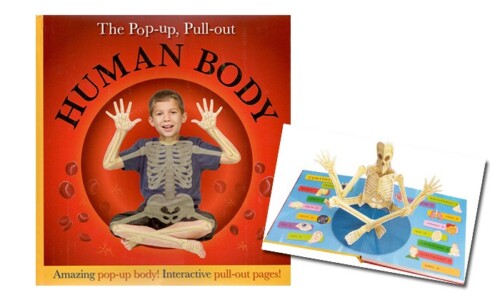 Pop-Up, Pull-Out Human Body