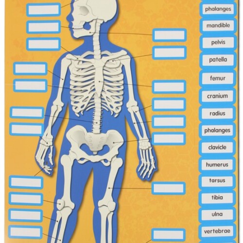 Bulletin board set - Human Body
