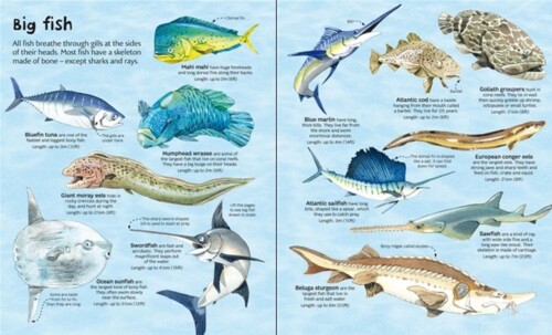 Big book of big sea creatures