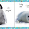 Little book of baby animals