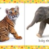 Little book of baby animals