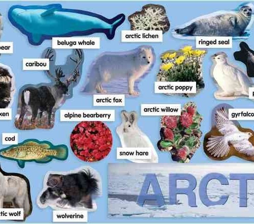 Artic plants and animals