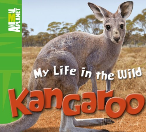 My Life in the Wild: Kangaroo