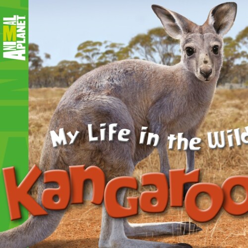 My Life in the Wild: Kangaroo