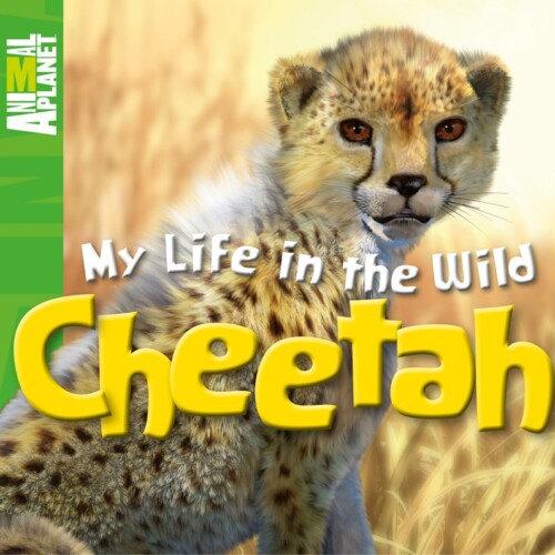 My life in the wild: Cheetah