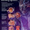 The sensory system