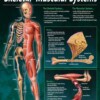 The skeletal and muscular systems