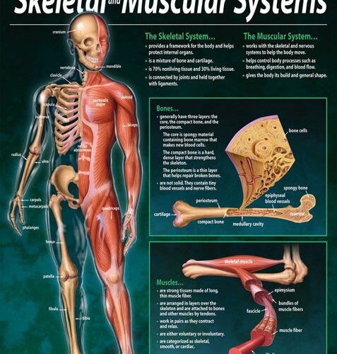 The skeletal and muscular systems