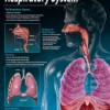 The respiratory system