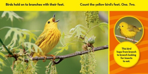 National Geographic Kids. Look and Learn: Birds