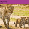 National Geographic Kids. Look and Learn: Baby Animals