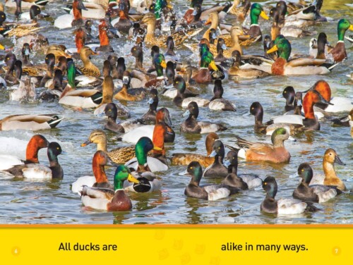 National Geographic Kids Readers: Ducks