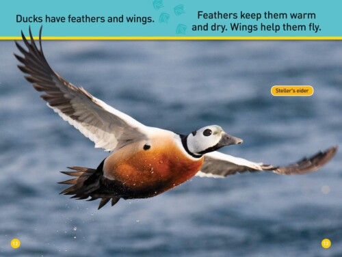 National Geographic Kids Readers: Ducks